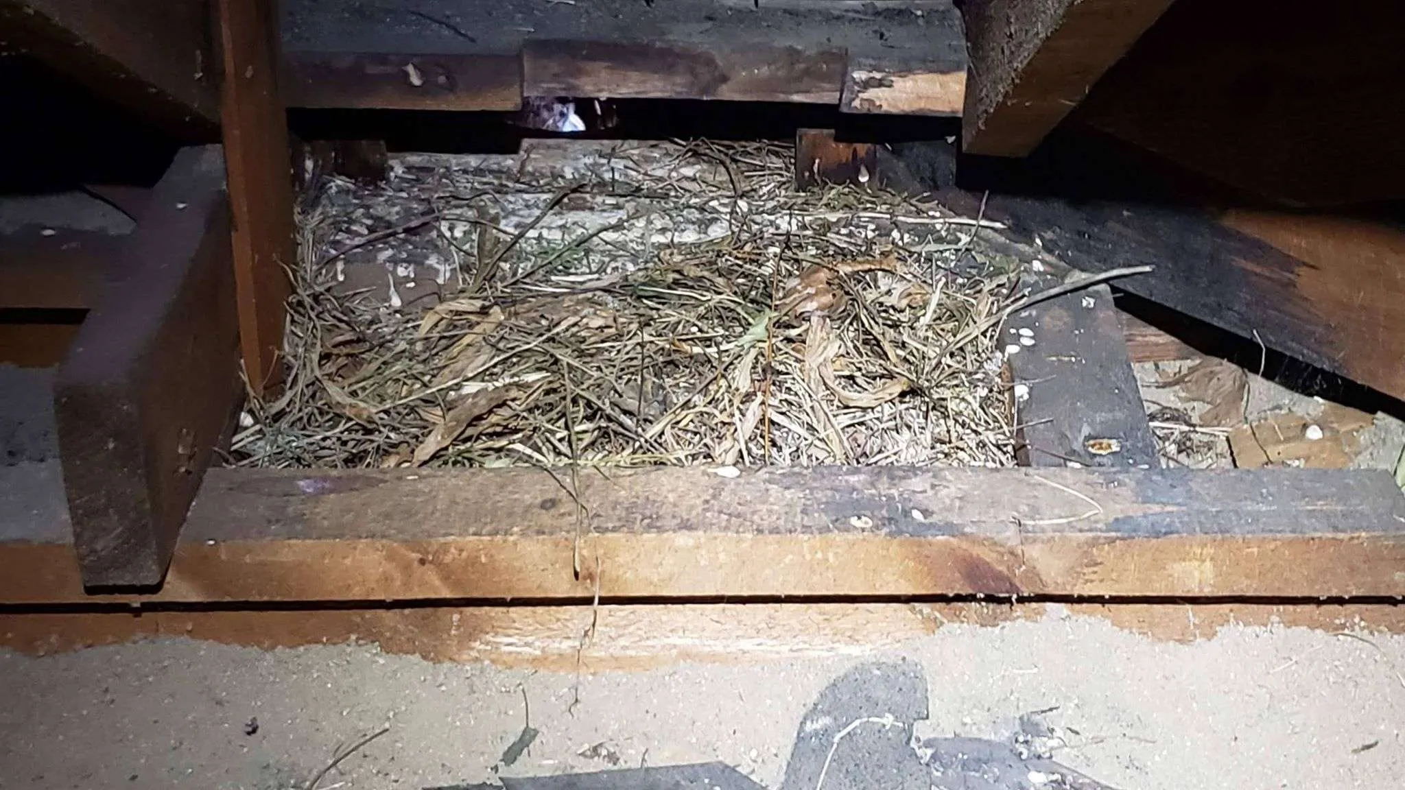 Montgomery County Animal Pest Removal Services photo of pigeon and starling nests ina customers attic.