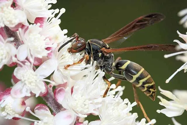 Wasp Removal Service Page photo: Northern Paper Wasp
