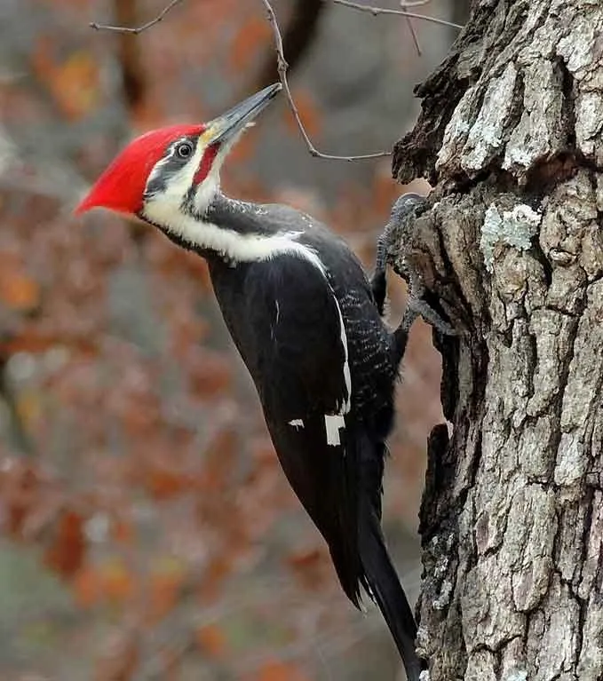 Bird Pemoval page: Thanks to Joshlaymon, CC BY-SA 3.0 via Wikimedia Commons