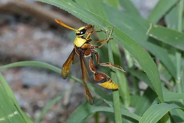 Wasp Removal Service Page photo: Potter Wasp