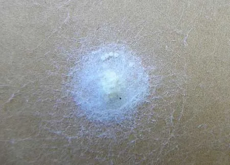 Spider Removal Service Page Photo: Brown Recluse Egg Sac