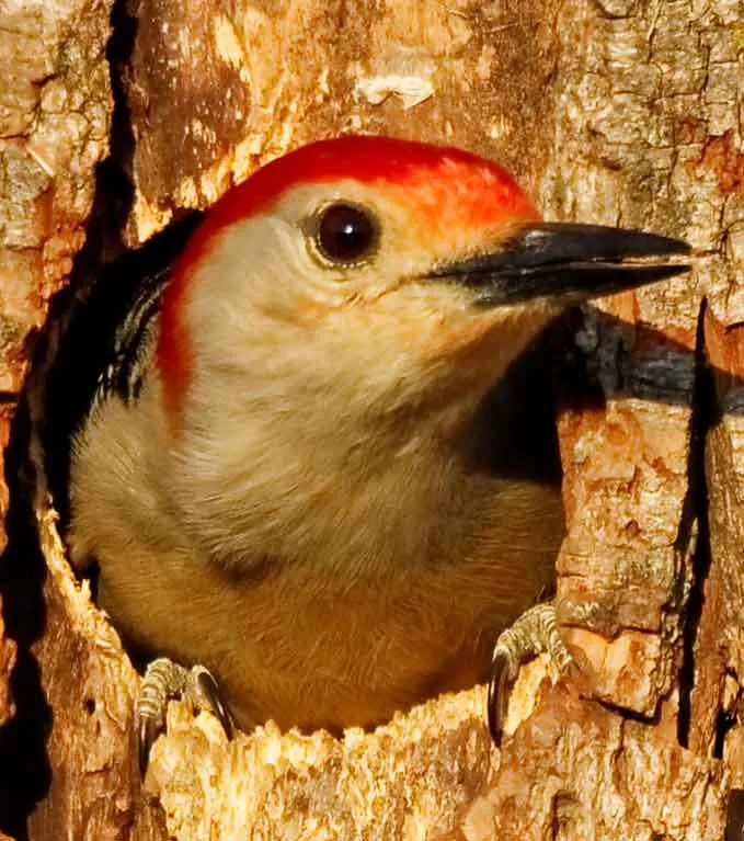 Red Bellied Woodpecker From Deposit Photos
