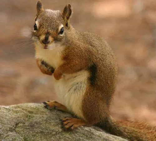 red squirrel at squirrel removal - thanks to wiki media - Hjvannes, CC BY-SA 3.0 via Wikimedia Commons