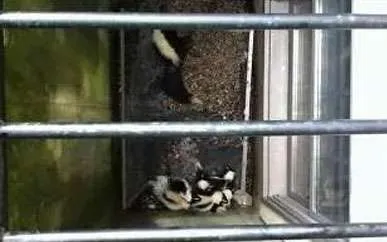 Skunks have a great sense of smell but not great eyesight. This lack of vision often gets the skunk stuck in window wells and have to be rescued using our Skunk Removal Service.
