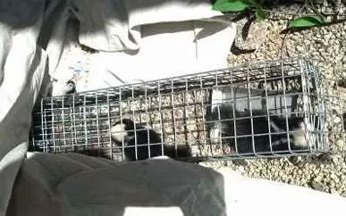 Juvenile “baby” skunks trapped as they were coming out from under the porch. Pea gravel laying in the mulch or flower bed is a sign of skunks digging under concrete to raise their young.