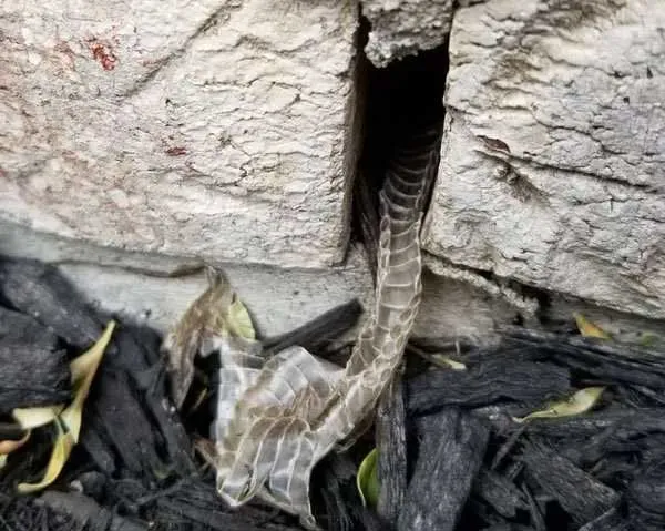 This snake shed was found in an open masonry gap on the foundation of this home.