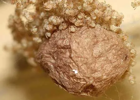 Spider Removal Service Page Photo: baby spiders and eggs