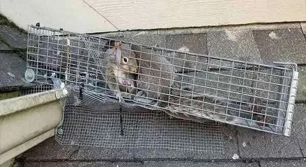 Kettering Animal Pest Removal Page Photo: Squirrel humanely live trapped.