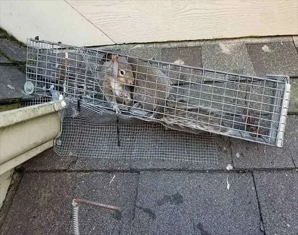 squirrel trapped in cage at squirrel removal
