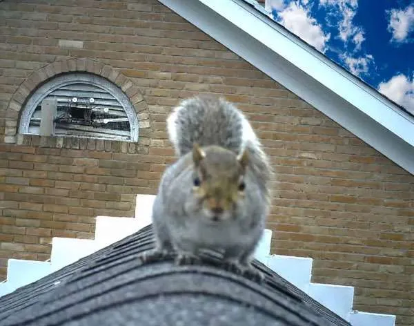squirrel on roof at squirrel removal