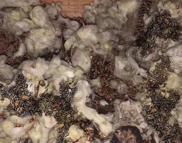 squirrel poop in ohio attic at squirrel removal