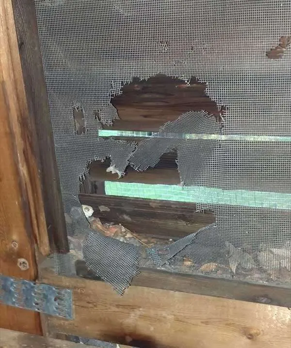 Squirrel's can chew through metal screens in orer to get into an attic Once in an attic our greater Dayton Ohio squirrel removal pros will be needed. 