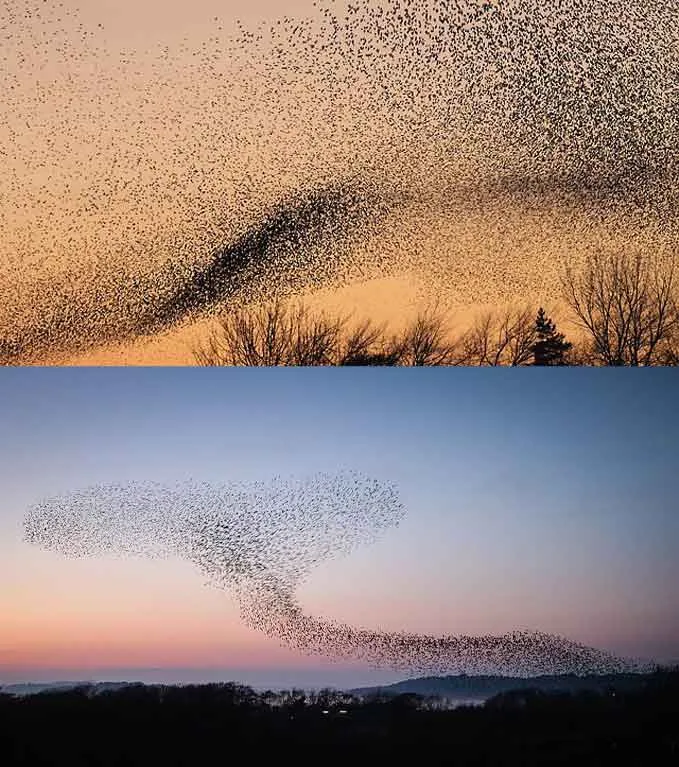 Thanks to Walter Baxter / A murmuration of starlings at Gretna and Tanya Hart, CC BY-SA 3.0 via Wikimedia Commons