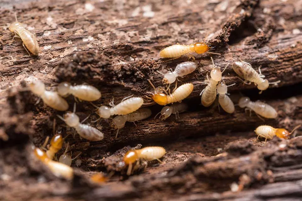 termites in wood