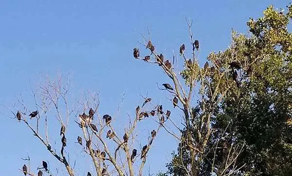 Beavercreek Bird Removal Service Photo: 
