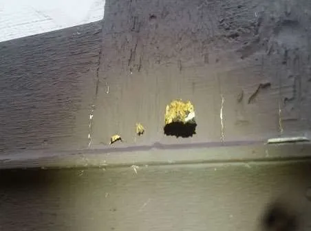 Beavercreek Bird Removal Service Photo: Woodpecker hole in side of house.
