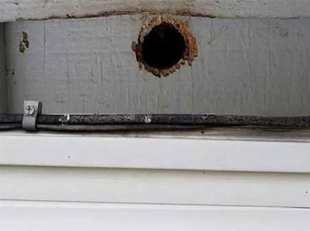 Beavercreek Bird Removal Service Photo: Woodpecker damage.
