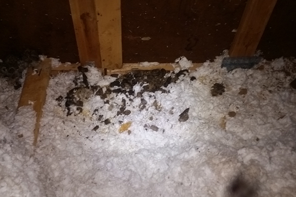 Why raccoons get into trash Dayton Ohio blog posting: photo of a raccoon feces in an attic
