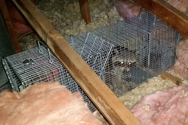 Why raccoons get into trash Dayton Ohio blog posting: photo of a raccoon trapped in an attic