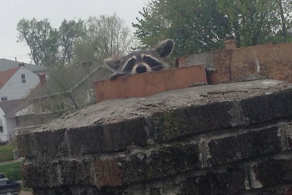Why raccoons get into trash Dayton Ohio blog posting: photo of a raccoon in a chimney