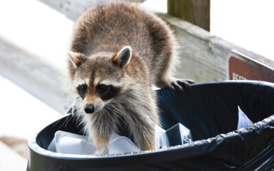 Why Raccoons Get Into Trash and How to Stop Them in Dayton, Ohio, and the Miami Valley Region