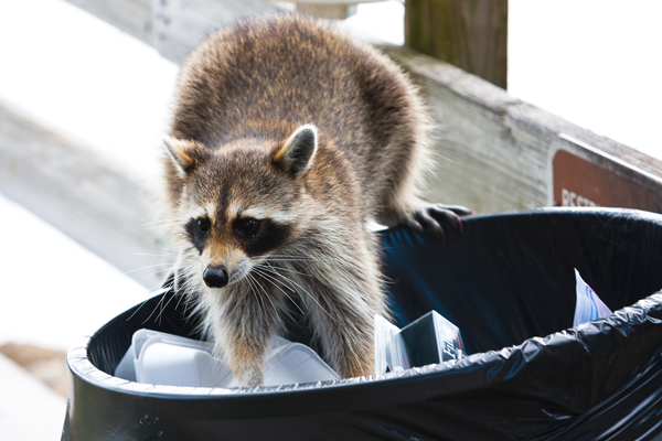 Why raccoons get into trash Dayton Ohio blog posting: photo of a raccoon in trash can