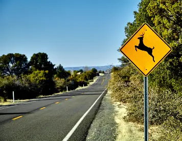 deer-crossing Deer Crossing Road Sign on side of asphalt road with pine trees