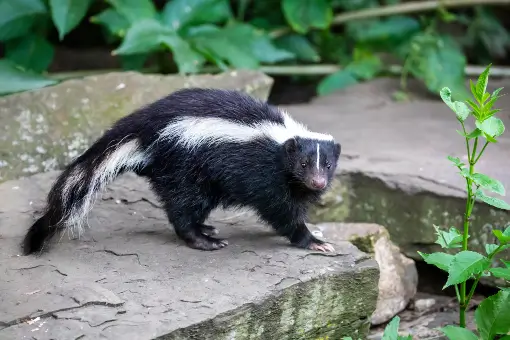close-up photo of striped skunk