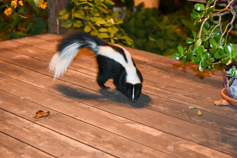 close-up photo of striped skunk on a residential patio, ready for Barnes Wildlife Control.
