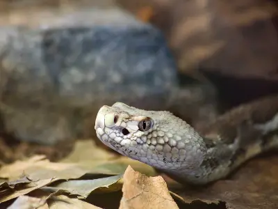 Barnes Wildlife Control handles timber rattlesnakes