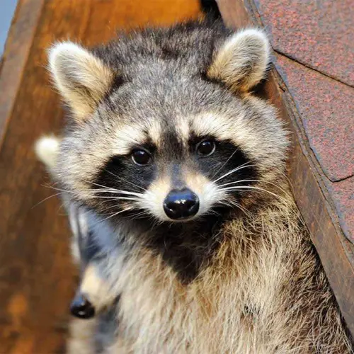 A family of raccoons under an a-frame of a residential home. Contact Barnes Wildlife Control to remove wildlife from your property.