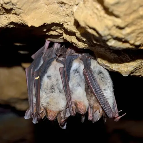 A family of bats hanging upside down. Contact Barnes Wildlife Control if you need to remove and prevent unwanted wildlife from entering your property.