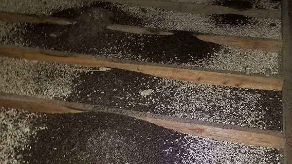 Barnes bat removal services bat under shingle photo