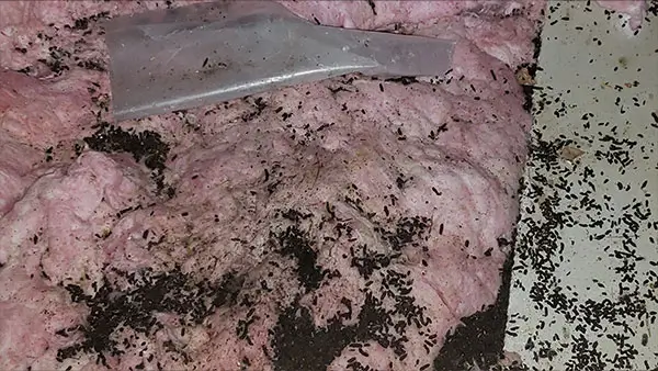 Removing contaminated insulation is part of the bat guano cleanup sanitation process.
