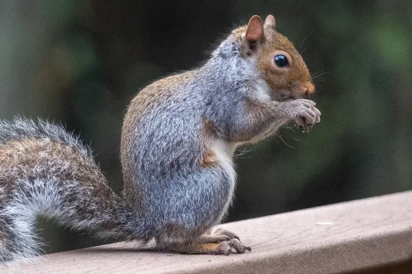 Closeup of a Squirrel standing on a wooden railing.