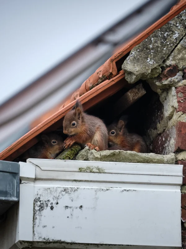 Group of Squirrels nesting inside the roof of a residential home.