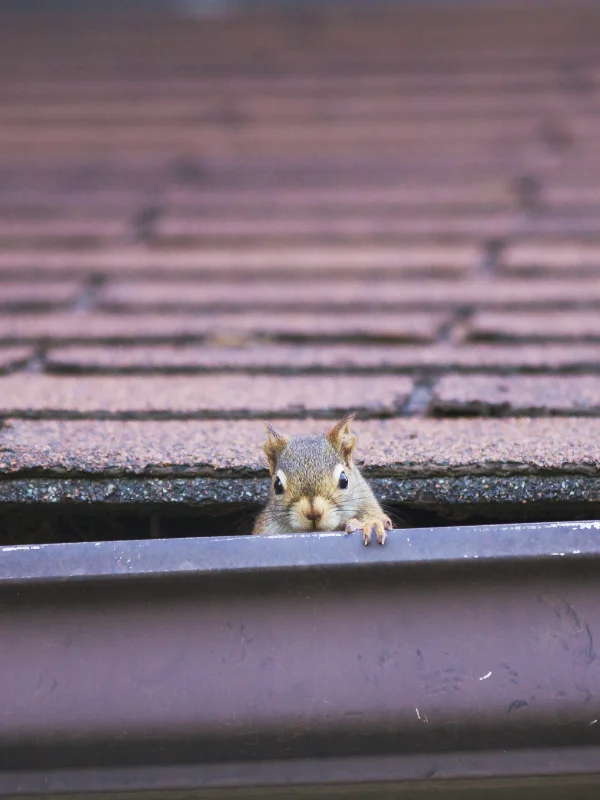 Lone Squirrel perched on a rooftop in residential Ohio.