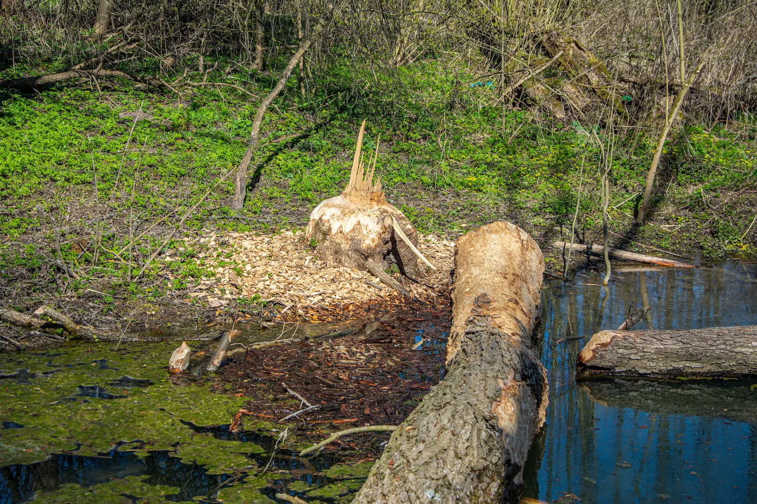 beaver_damage a tree by a pond felled by a beaver, causing beaver damage